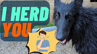 Belgian Sheepdog herds the wrong animal