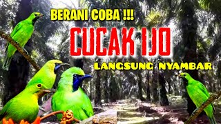 Bohong Kalo Ga Ampuh!!! Suara Pikat Cucak Ijo Ribut Yang Bikin Nyambar Cucak Ijo Liar