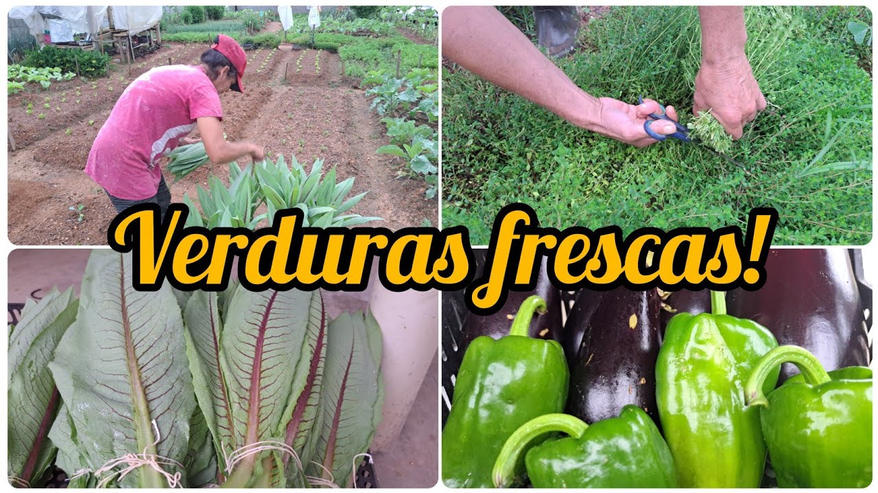 MUITA FARTURA NA HORTA/COLHEITAS DE VERDURAS/COLHI PIMENTOES  PELA PRIMEIRA VEZ 