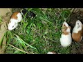 guinea pigs kerala