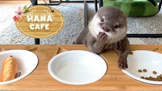 カワウソコタローとハナ　おとぎの国の「ハナカフェ」へようこそ！　Otter Kotaro&Hana Welcome to Hana's Cafe