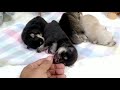 Beautiful newborn mini pomsky puppies available  babypups san antonio tx