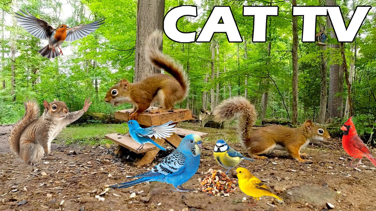 ПРЯМОЕ КОШАЧЬЕ ТВ😻 Наблюдение за белками и птицами🐿🦜 Расслабляющие звуки птиц и природы, чтобы ра...