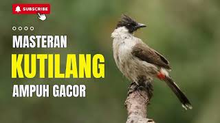 Download Lagu Masteran KUTILANG Ampuh Gacor MP3