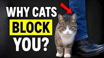 Why Your Cat Blocks Your Path: The Surprising Reason