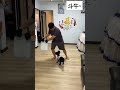 斗牛要不要 #狗狗 #dog