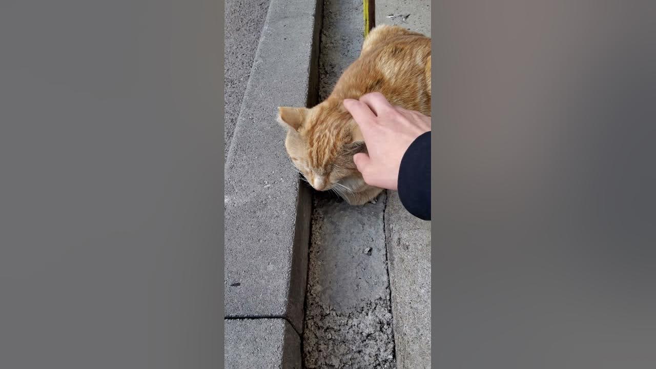 Көлемі тышқанның көзіндей мысықты қалай сиқыту керек