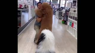 Carry me daddy⠀#giantdoodle #9gag