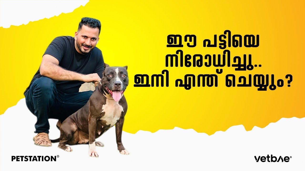 ഇവരെ ആണോ നിരോധിച്ചത്‌,,? American bully and Rottweiler dog