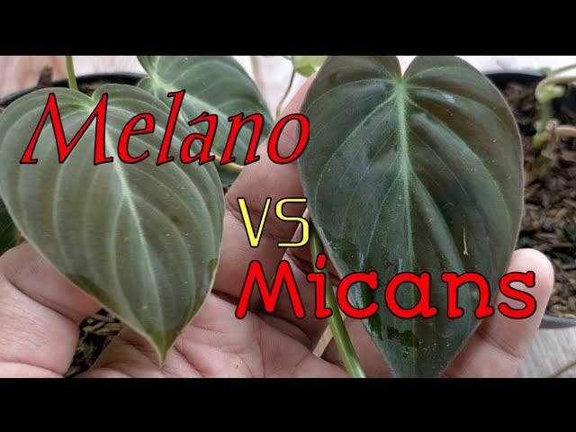 Philodendron Micans vs Philodendron Melano