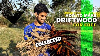 Searching Plants Roots For Turning them into DRIFTWOOD