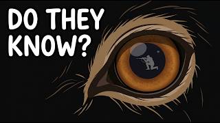 Do Wild Animals Know When a Human Is Trying to Hunt Them?