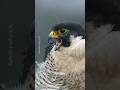 Peregrine Falcon in action  #falcons #wildlife #birdsofprey #birdlovers #birds #peregrinefalcon