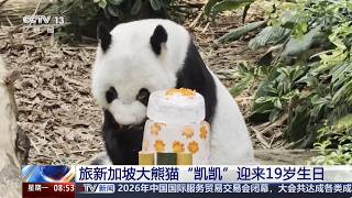 [Morning News] Giant Panda 'Kai Kai' in Singapore Celebrates His 19th Birthday | News Daily