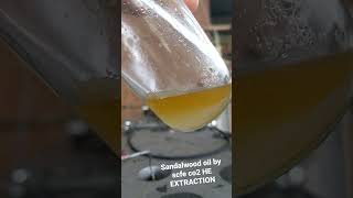 sandalwood oil by process scfe co2 HE EXTRACTION  #essentialoils #minyakatsiri #oudwood #viral #fyp