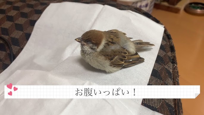 スズメのキリちゃん 甘え鳴きが止まりません Youtube