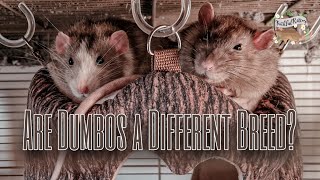 Are Dumbo Rats A Different Breed? Rat Genetics And Varieties