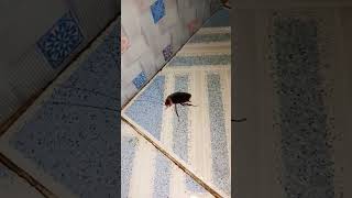 Pipis di celana gara2 ada kecoa di wc