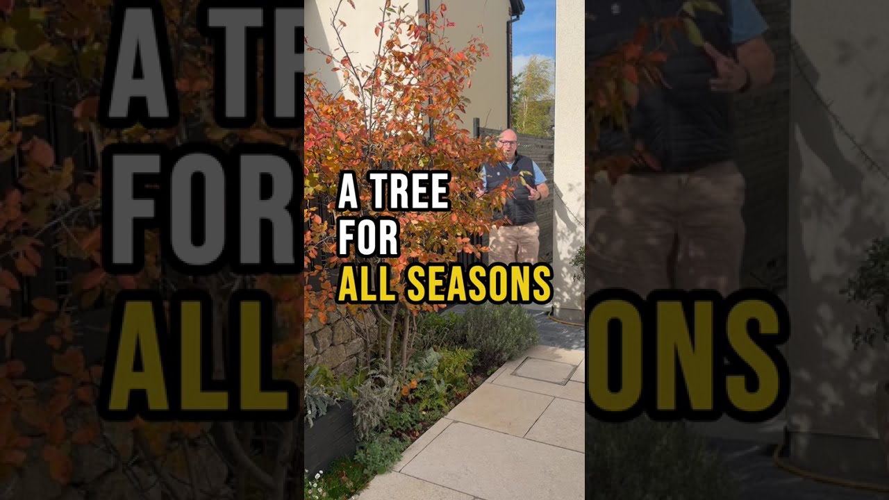 A tree for all seasons