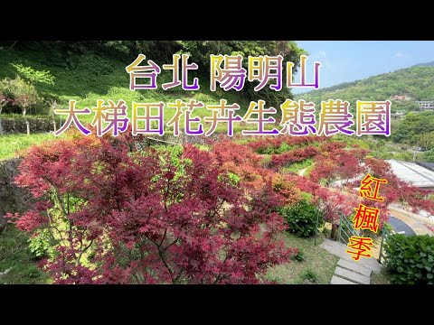 2023 -4 台北 陽明山大梯田花卉生態農園 大梯田楓葉季開始了