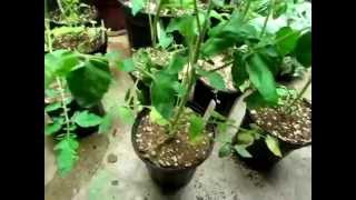 How to read a plant. Pt. 2 Nitrogen deficency