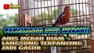 ANIS MERAH CEPAT DIRESPON UNTUK PANCINGAN ANIS MERAH LANGSUNG BERKICAU #anismerah