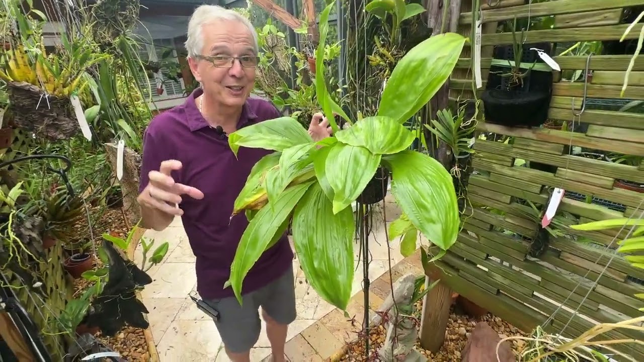 How I care for Gongora atropurpurea & update on Ctsm. fimbriatum and Onc. prionochila