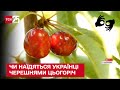 🍒 Бої за черешню: чи вдасться українцям цьогоріч наїстися ягоди досхочу