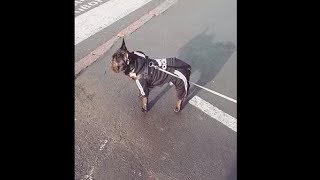 Athletic Puppy In A Cute Sportswear Outfit