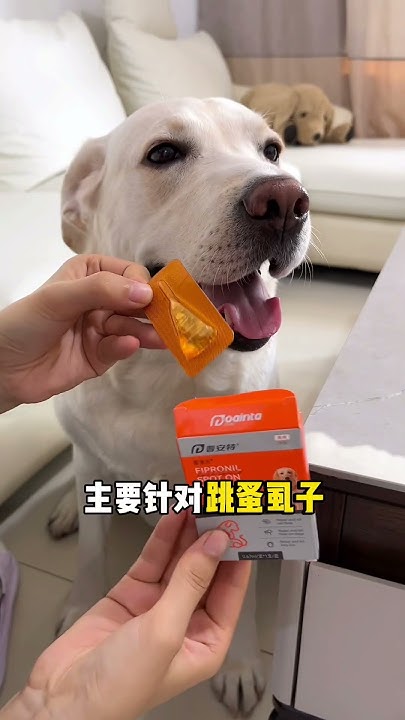 Dog Scavengers Must Not Be Lazy And Must Deworm Their Dogs Regularly dog-scavengers-must-not-be-lazy-and-must-deworm-their-dogs-regularly