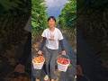 Sweet &amp; ripe fig harvest from Farm by Rural Farmer | Amazing Yummy fruits #fruit #anjeer #harvest