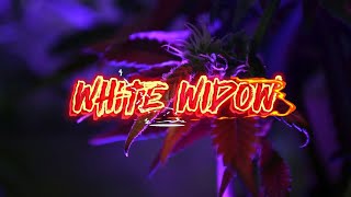 Strain Info (Ep.2) - White Widow