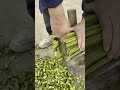 The Satisfying Moment of Chopping Bamboo Stems