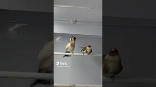 Stieglitz Major Goldfinch Breeding Time birds birdsounds finches