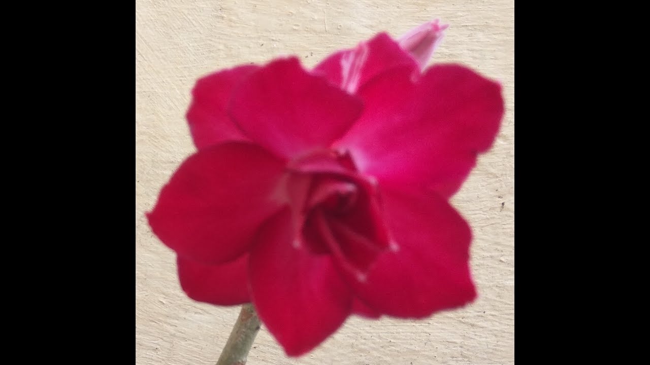 How to water Adenium Bonsai (Desert Rose) plant ? YouTube