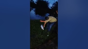 Vlogs 27 Báo cá - Hồ Vườn Dừa ấp Ngã Tư, xã Nhuận Đức, huyện Củ Chi, TP HCM || Mần Nông Vlogs