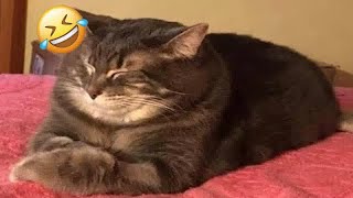 Funny Dogs, Cats and Animals Videos 2023 😎Most Trending Animal Videos #38