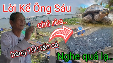 Lạ kỳ lời kể "ông 6 Vàm Nao" chú rùa hàng 100 tấn cá ùa về /sự thật ở đây