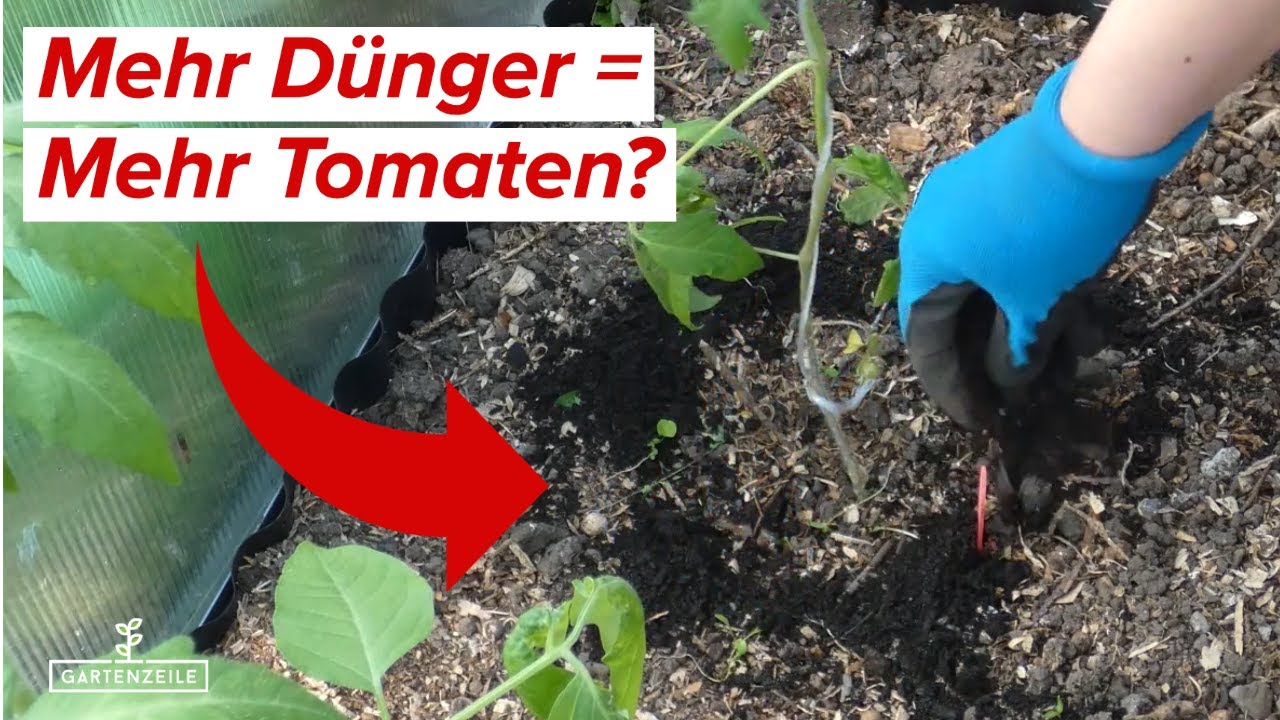 Tomatenanbau: Mehr Dnger = mehr Ertrag? Wir testen es!