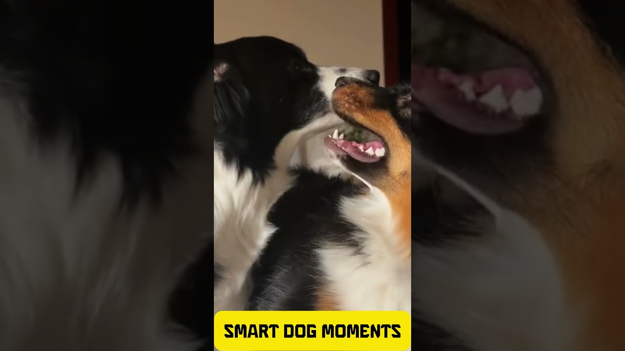 Waiting for the “Mouth Wiping Staff” to Finish 😭🐶 | Funny Dog Moment