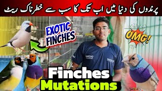 Exotic Finches Setup 😨 | Visit Cheap Price Birds Setup In Karachi | Gouldians,Shaftail,Rear Finches