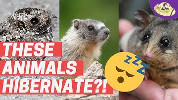 3 Unusual Animals That Hibernate!