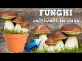 FUNGHI GIGANTI, COLTIVALI IN CASA GRATIS partendo dagli scarti MUSHROOM CULTIVATION CULTIVO DE SETAS