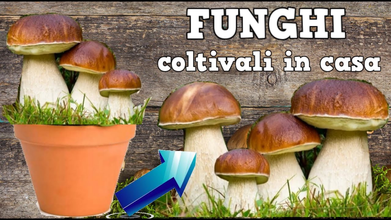 ВЫРАЩИВАЙТЕ ГИГАНСКИЕ ГРИБЫ ДОМА, узнайте, что нужно сделать, чтобы вырастить СУПЕР-ГРИБЫ дома.