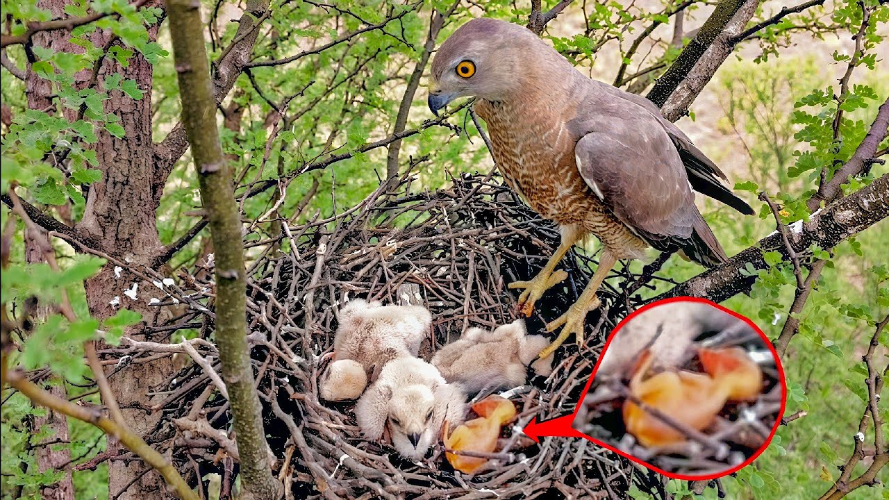 Bird is lying in the nest of Falcon birds @AnimalsandBirds107