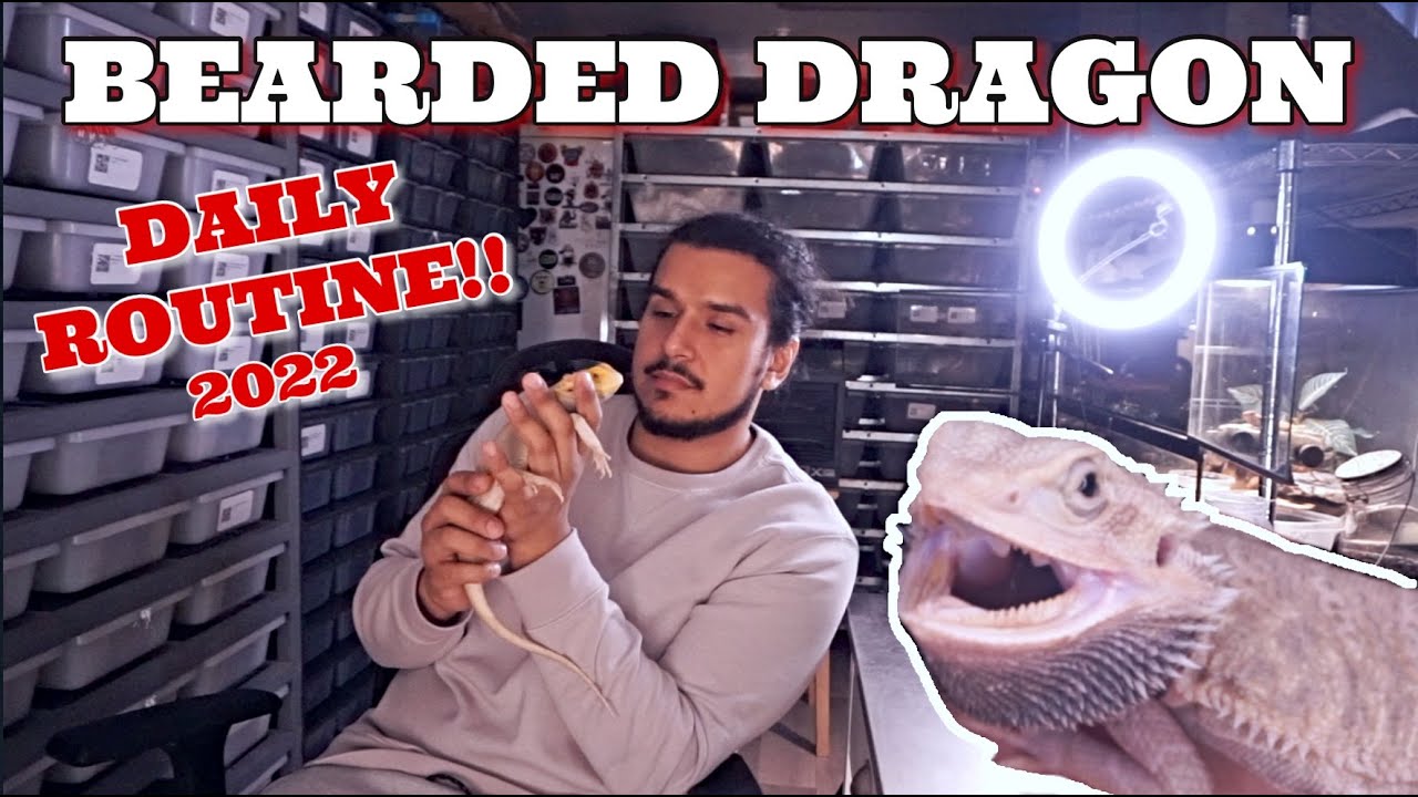 Ежедневный уход за бородатой агамой в 2022 году! Каково это — быть её владельцем