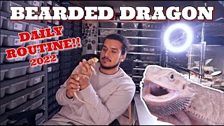 Bearded Dragon Daily Routine For 2022! What It's Like Owning One