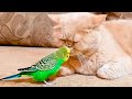 Unusually close friendship of a bird with a cat