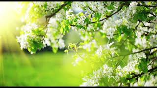 Peaceful Music Nature Mind Relaxing