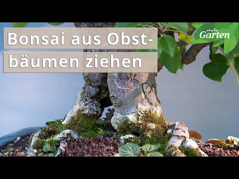Video: Bonsai-Baum-Wachstumstipps - Informationen zu den besten Obstbäumen für Bonsai